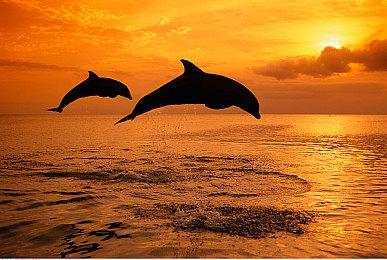 埃隆·马斯克玩《黑神话：悟空》 令人印象深刻的3A游戏